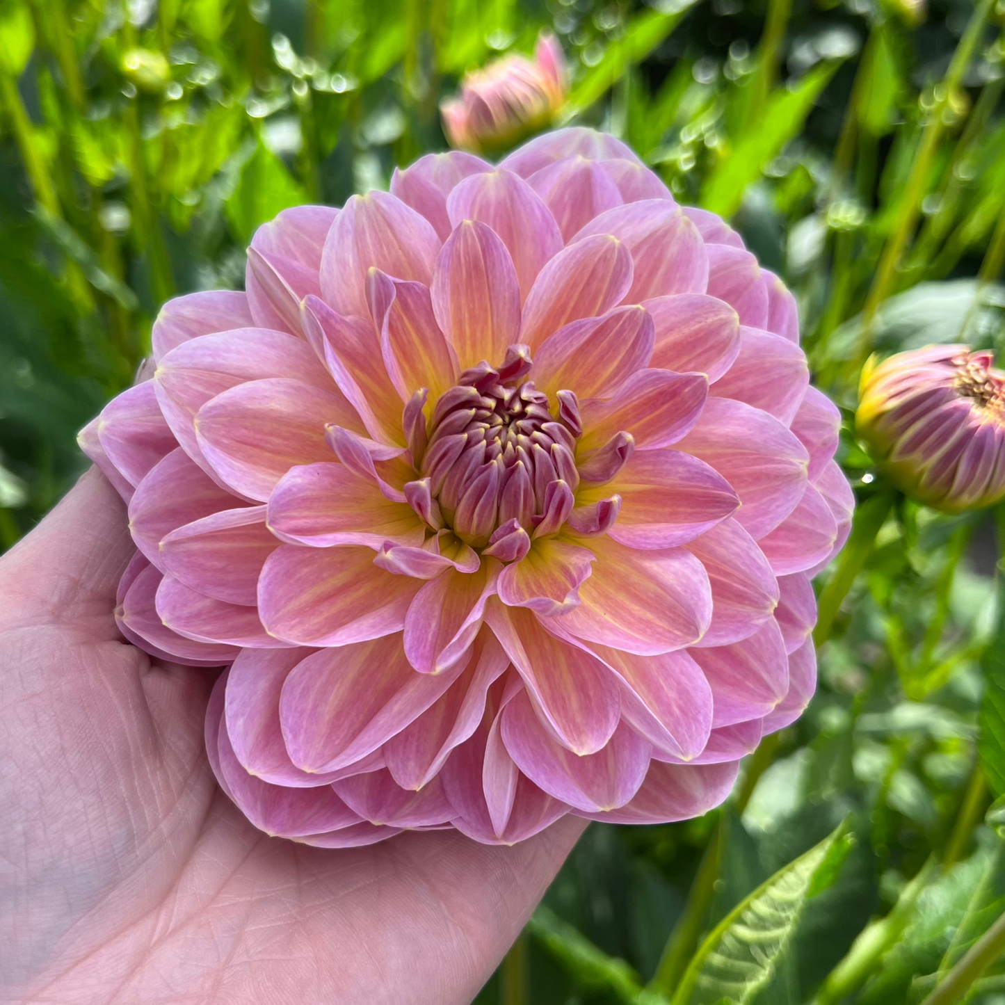 Dahlia Hapet Old Charm EXCLUSIV! Nyhet!