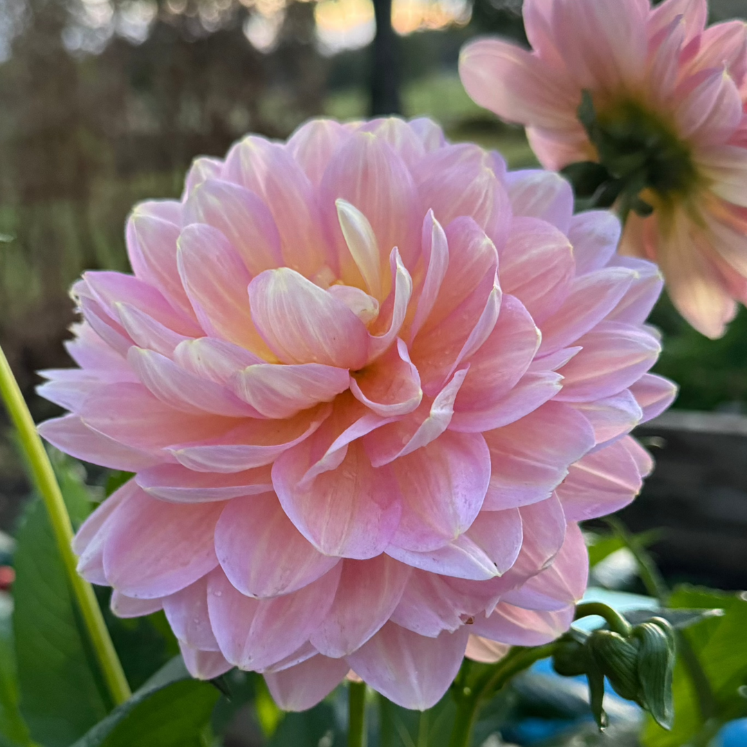 Dahlia Hapet Old Charm