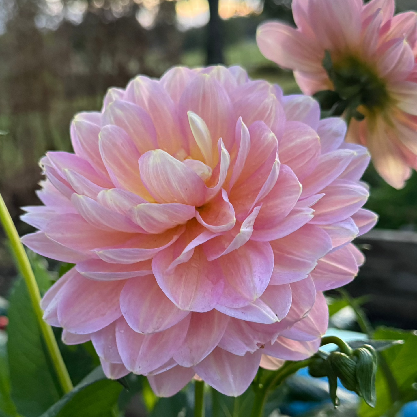 Dahlia Hapet Old Charm EXCLUSIV! Nyhet!