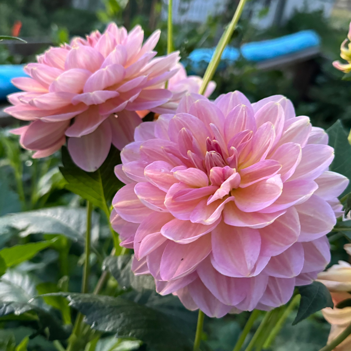 Dahlia Hapet Old Charm EXCLUSIV! Nyhet!