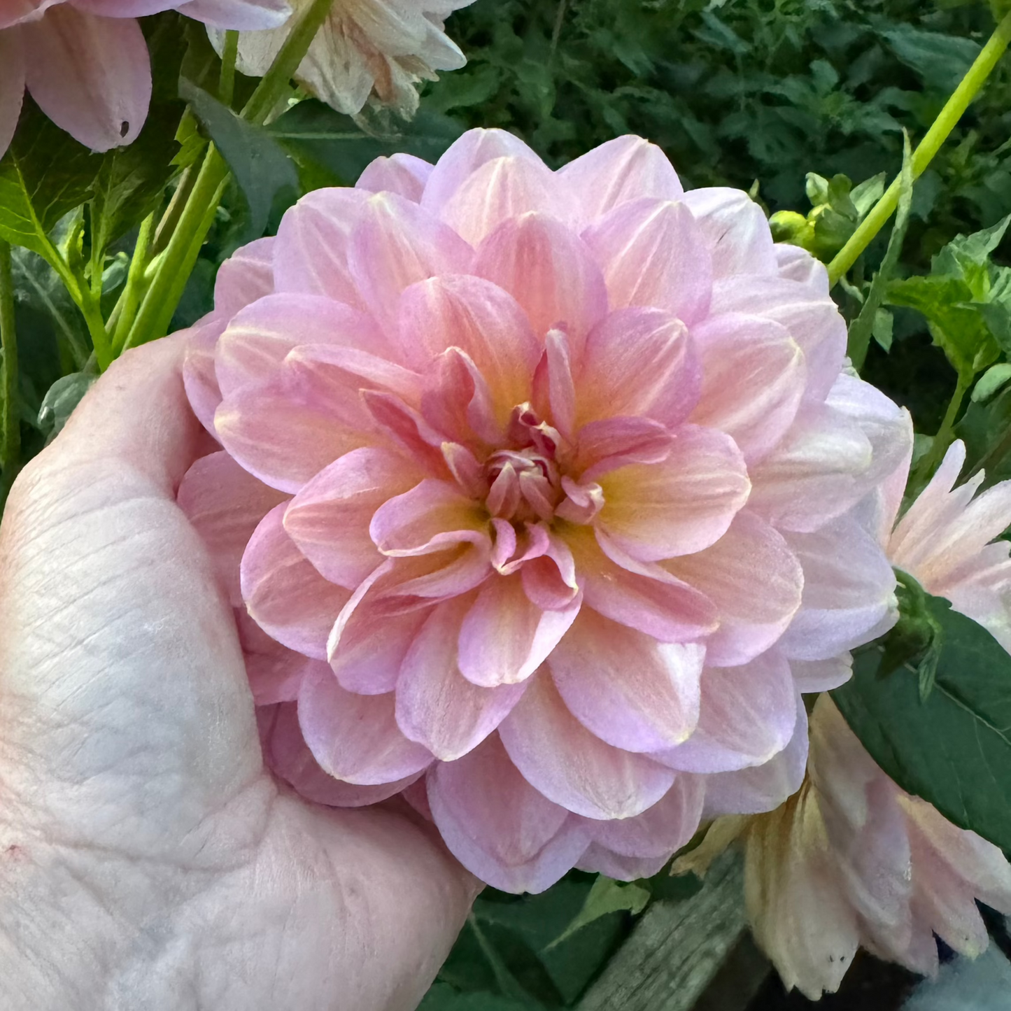 Dahlia Hapet Old Charm EXCLUSIV! Nyhet!