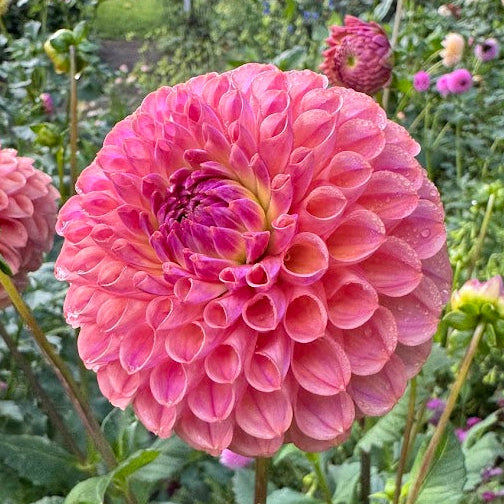 Dahlia Ghislaine (Cornel Antique)