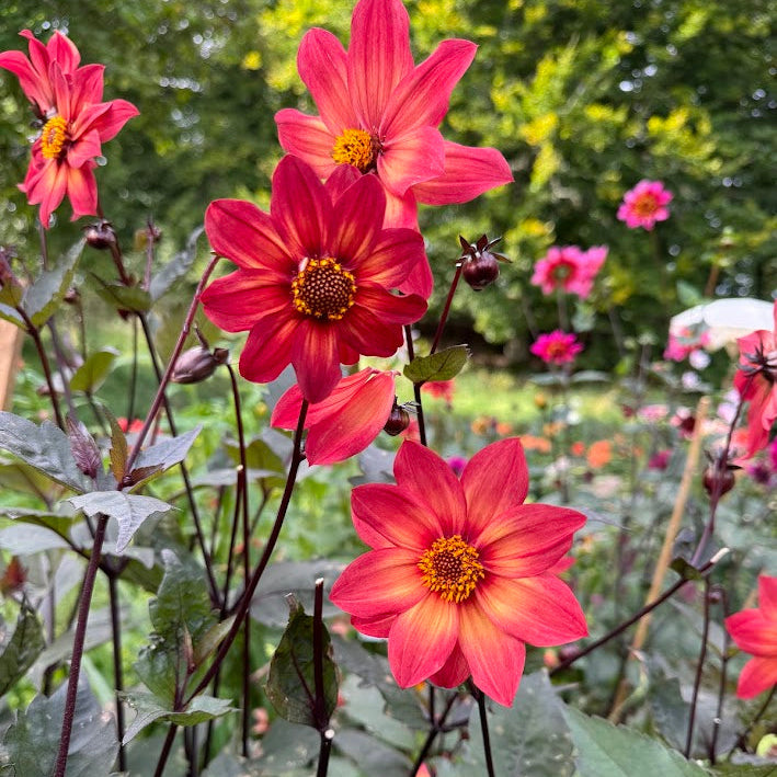 Dahlia Schippers Bronze