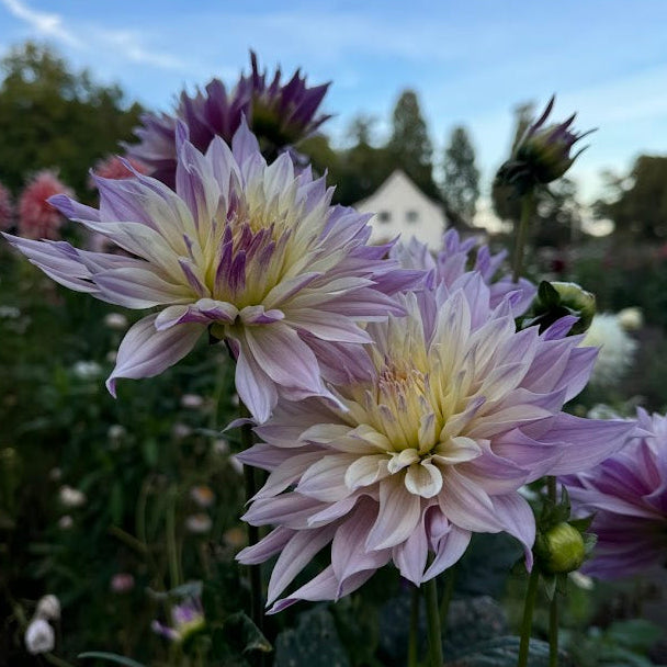 Dahlia Labyrinth Twotone