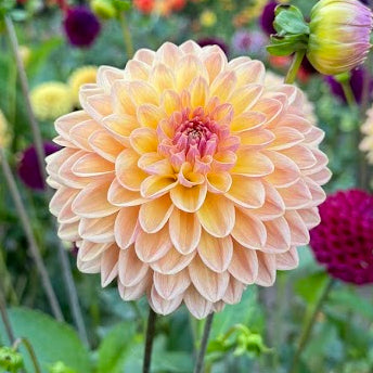 Dahlia Moderato