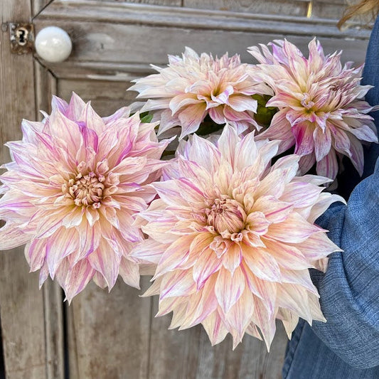 Dahlia Café au lait Twist