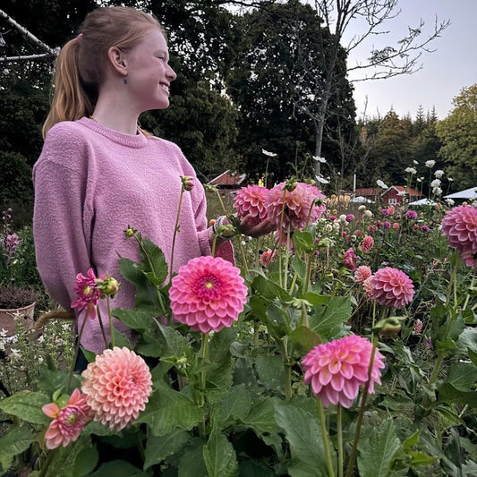 Dahlia Pink Suffusion
