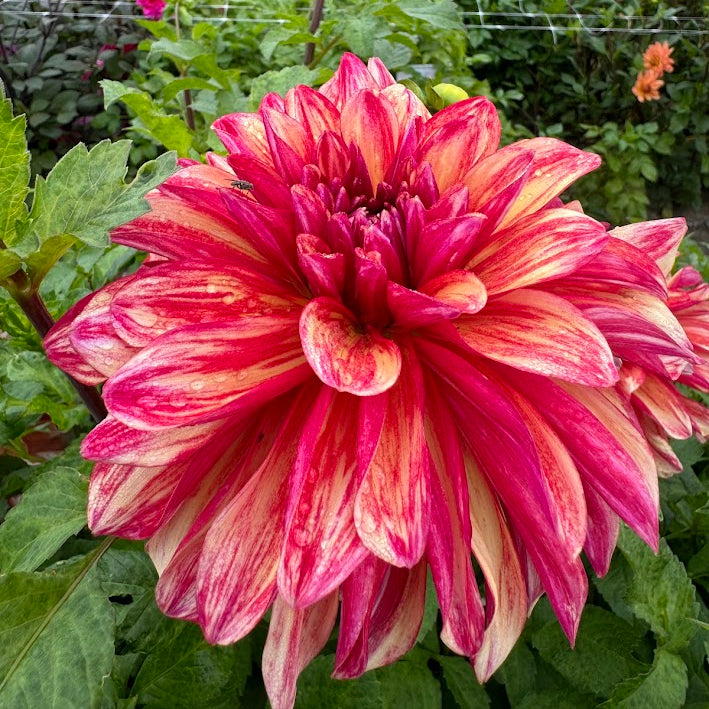 Dahlia Gitts Crazy