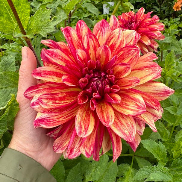 Dahlia Gitts Crazy