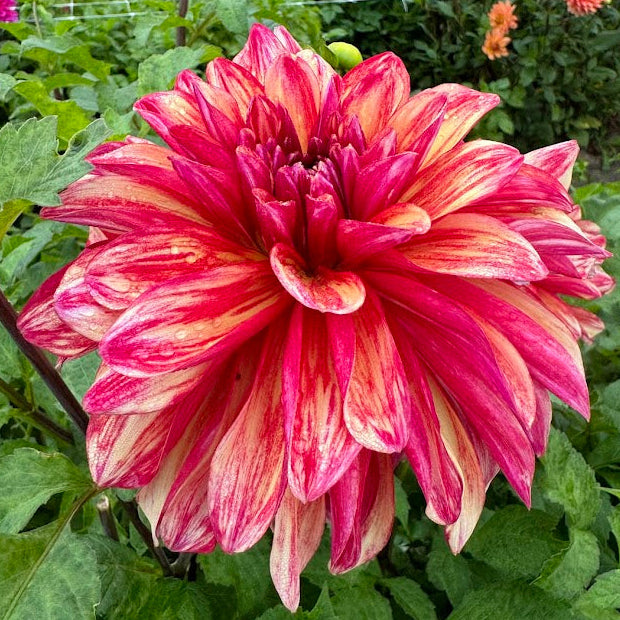 Dahlia Gitts Crazy