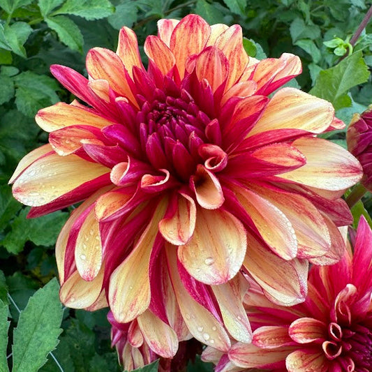 Dahlia Gitts Crazy