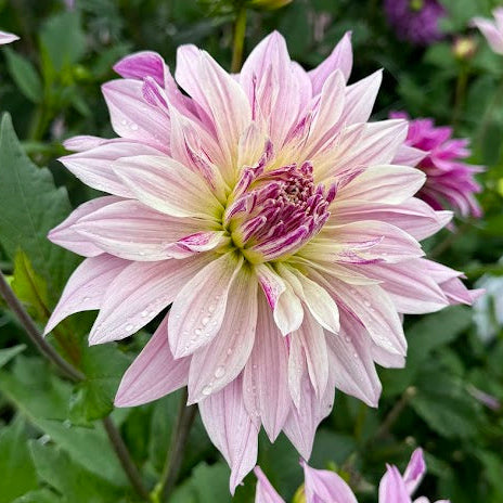 Dahlia Labyrinth Twotone