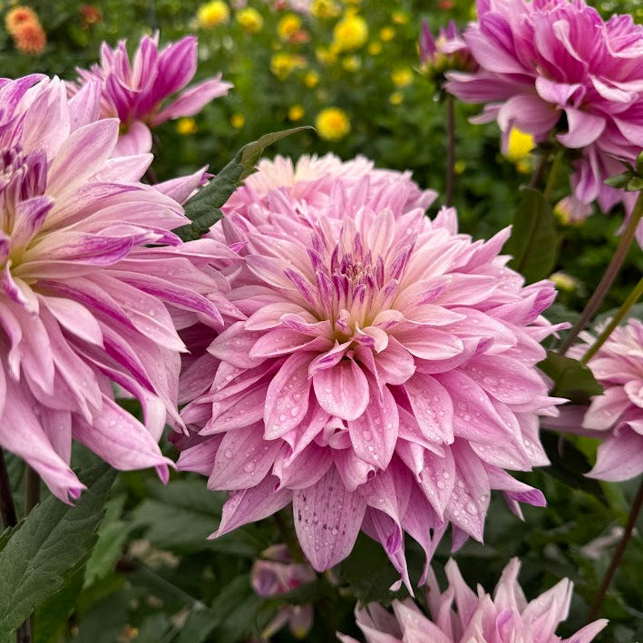 Dahlia Labyrinth Twotone