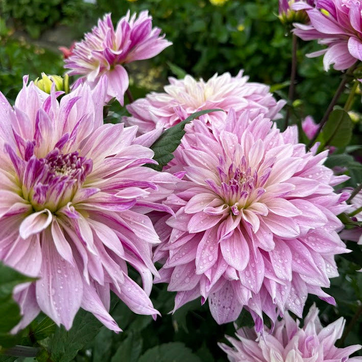 Dahlia Labyrinth Twotone