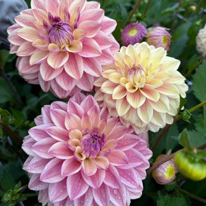 Dahlia Dusty Beauty Exclucive!