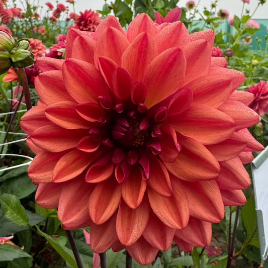 Dahlia Invitation Nyhet!