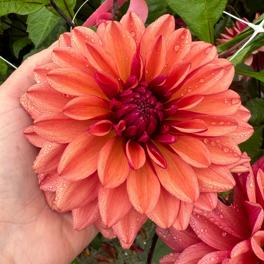 Dahlia Invitation Nyhet!