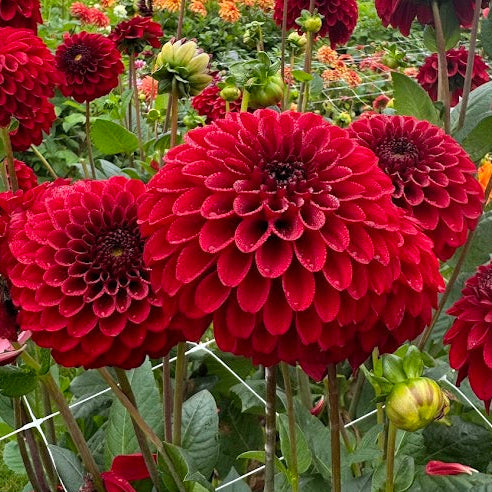 Dahlia Bizon Red
