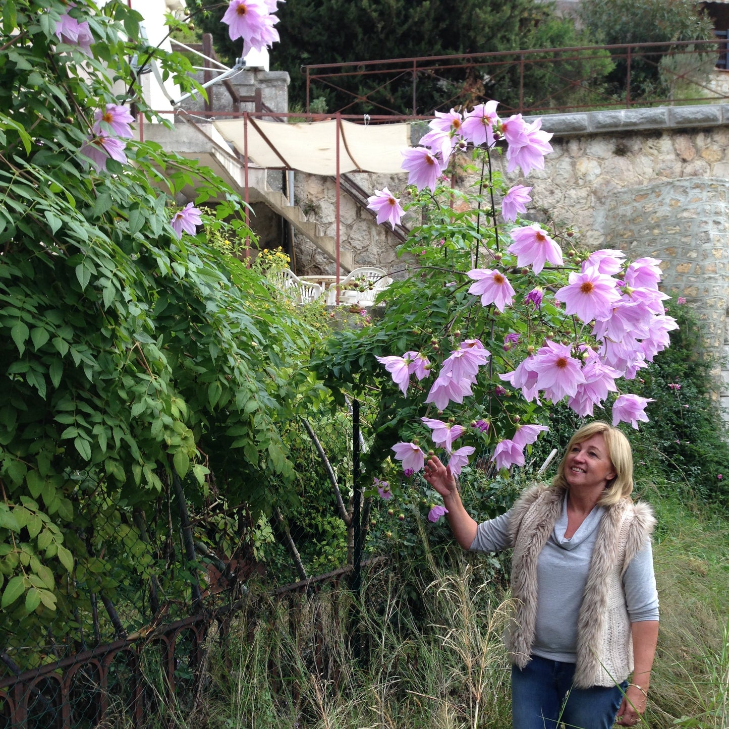 Dahlia Imperialis