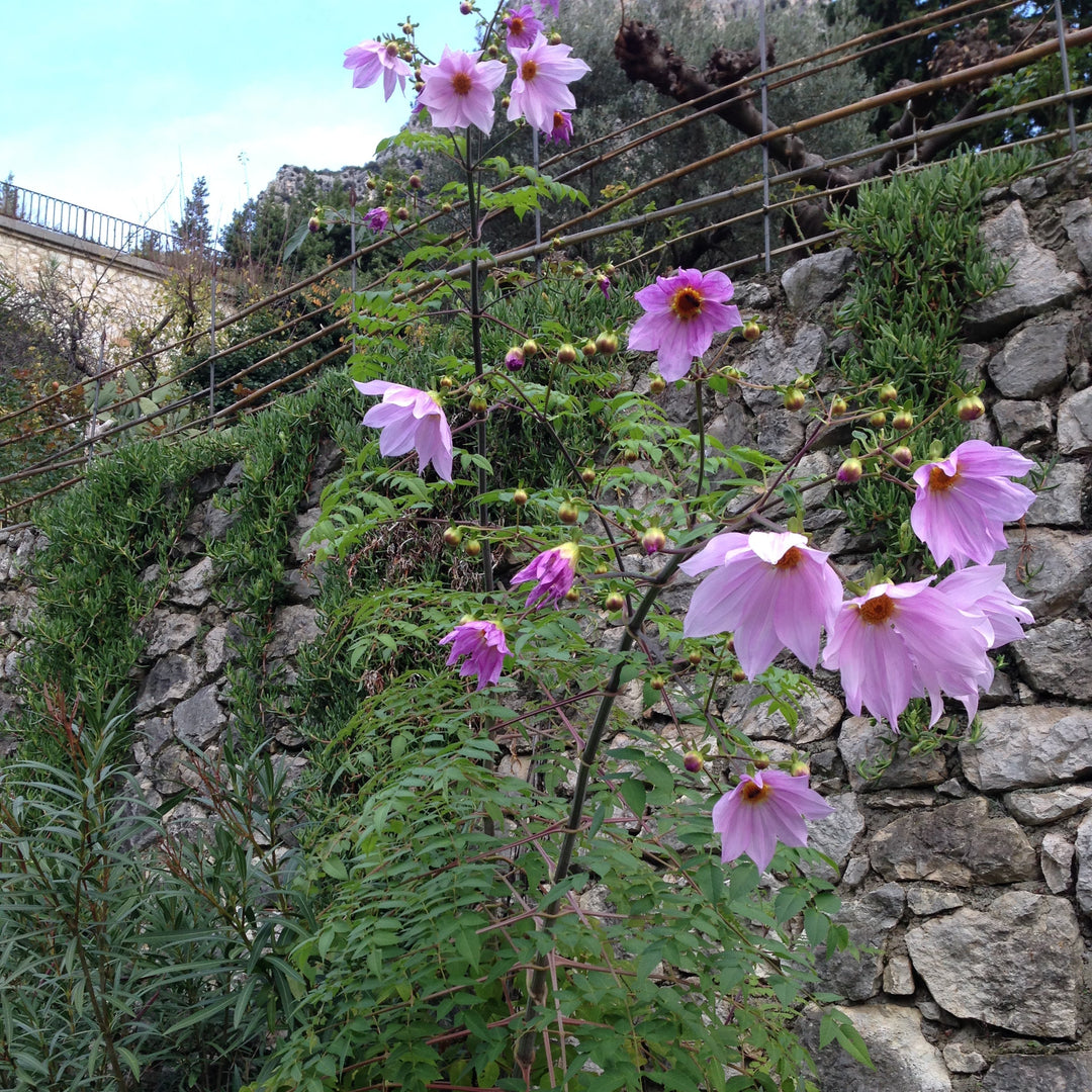Dahlia Imperialis