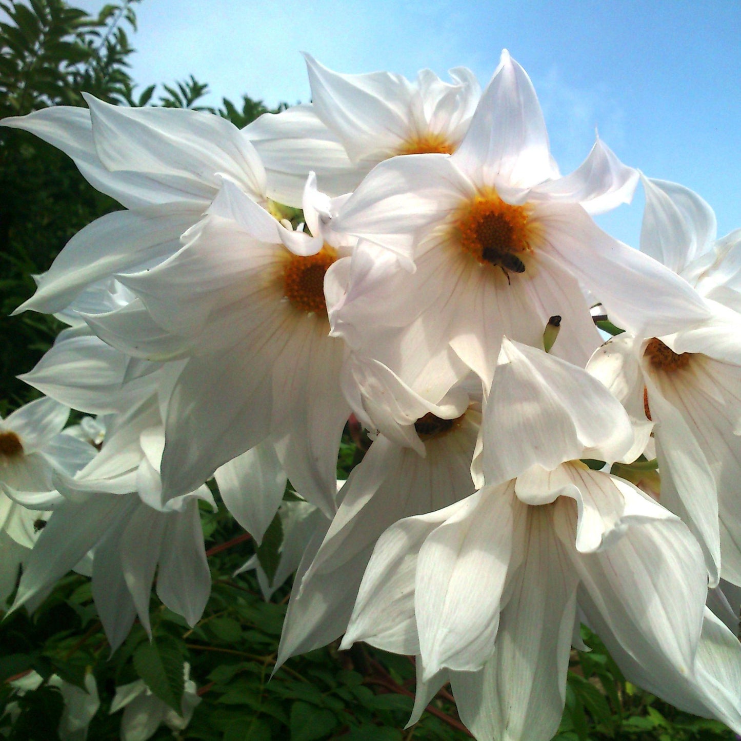 Dahlia Imperialis White