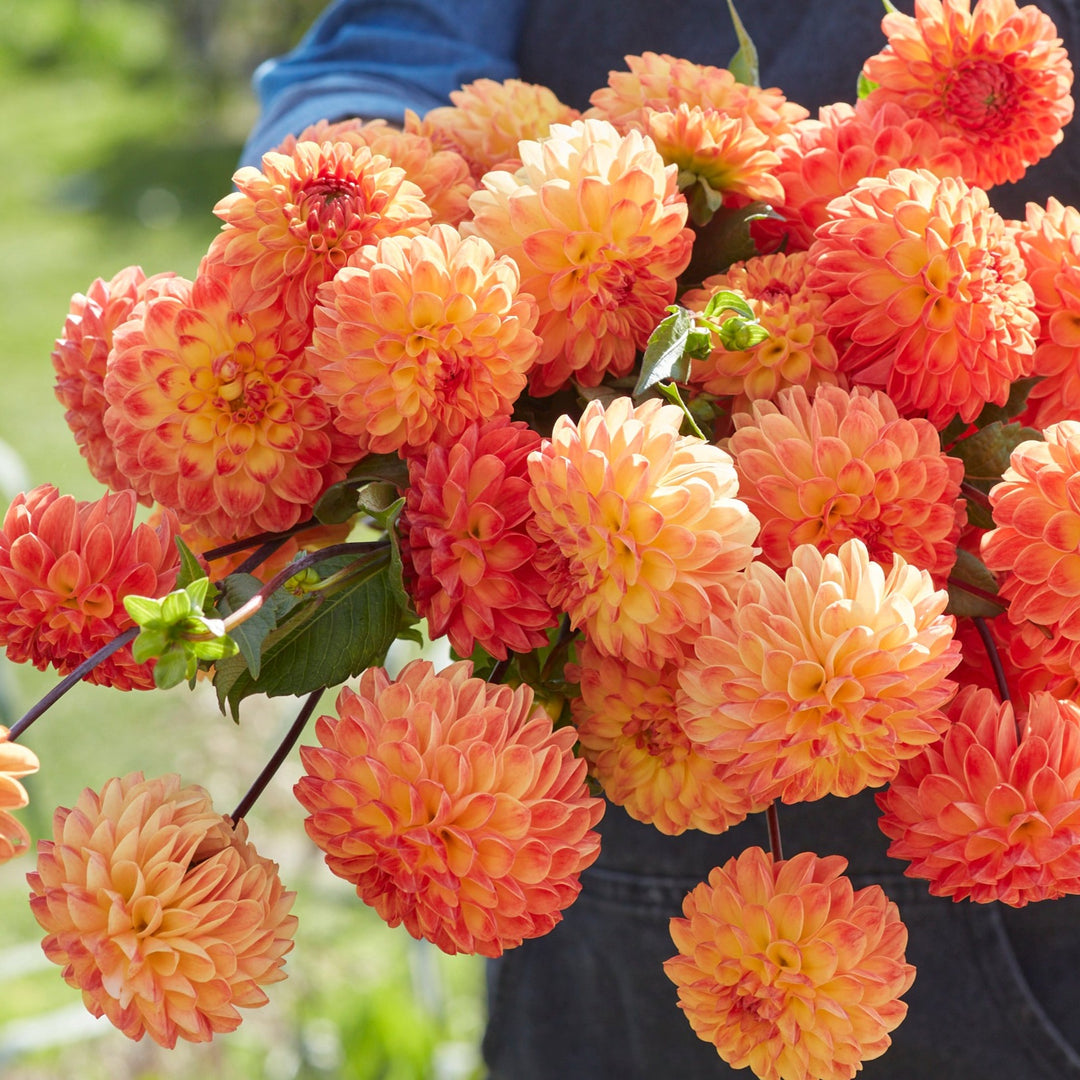 Dahlia Jowey Chantal UTGÅR!