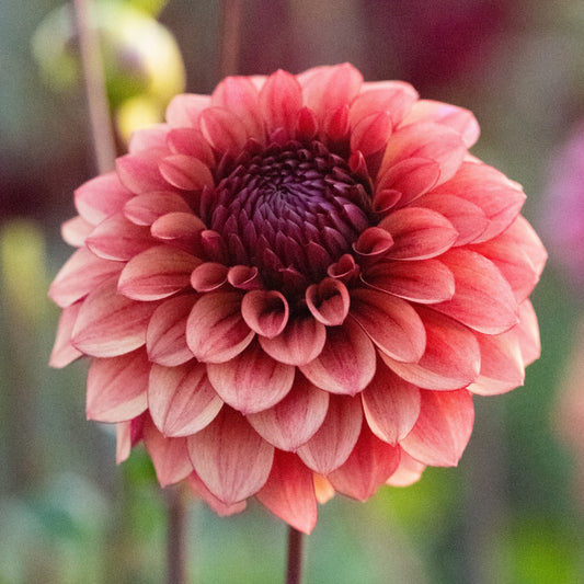 Dahlia Jowey Merel Nyhet! UTGÅR!