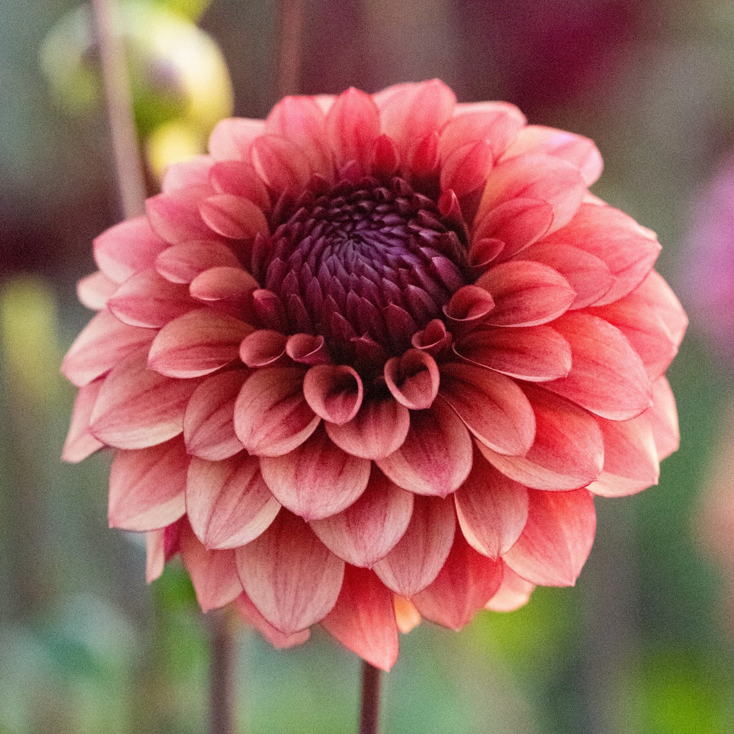 Dahlia Jowey Merel Nyhet!