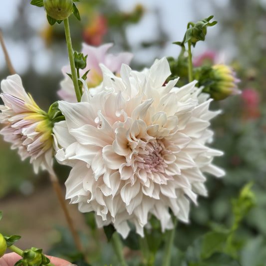 Dahlia KA chiffong® EXCLUSIV! Nyhet!