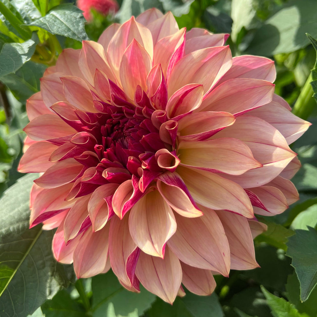Dahlia KA&