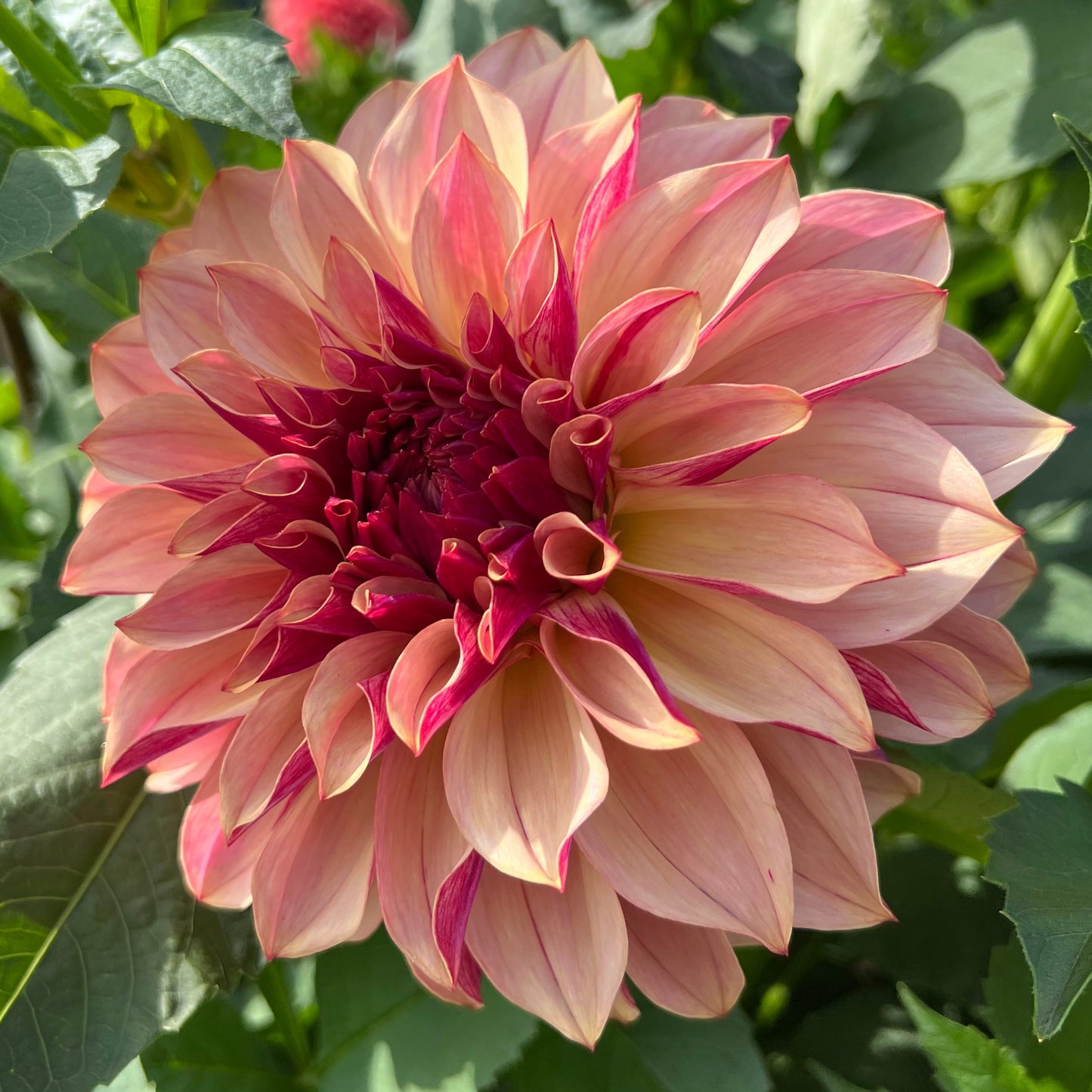 Dahlia KA's Cafe Mauve™ Nyhet!