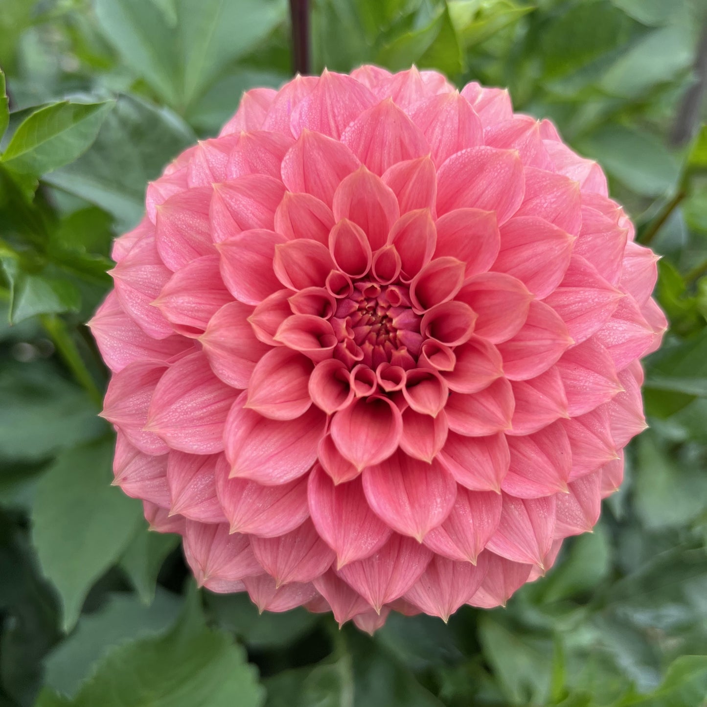 Dahlia KA's Keltie Rose ®  Nyhet!