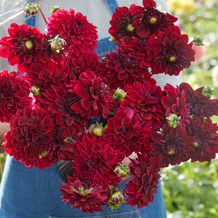 Dahlia Kingsblood