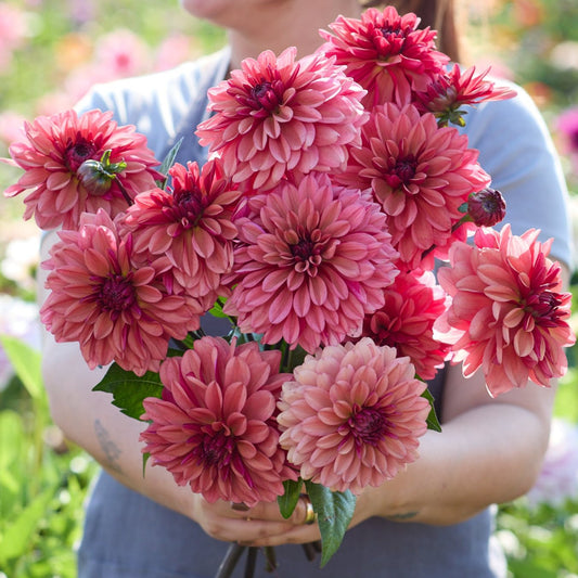 Dahlia Klara Zak Nyhet!