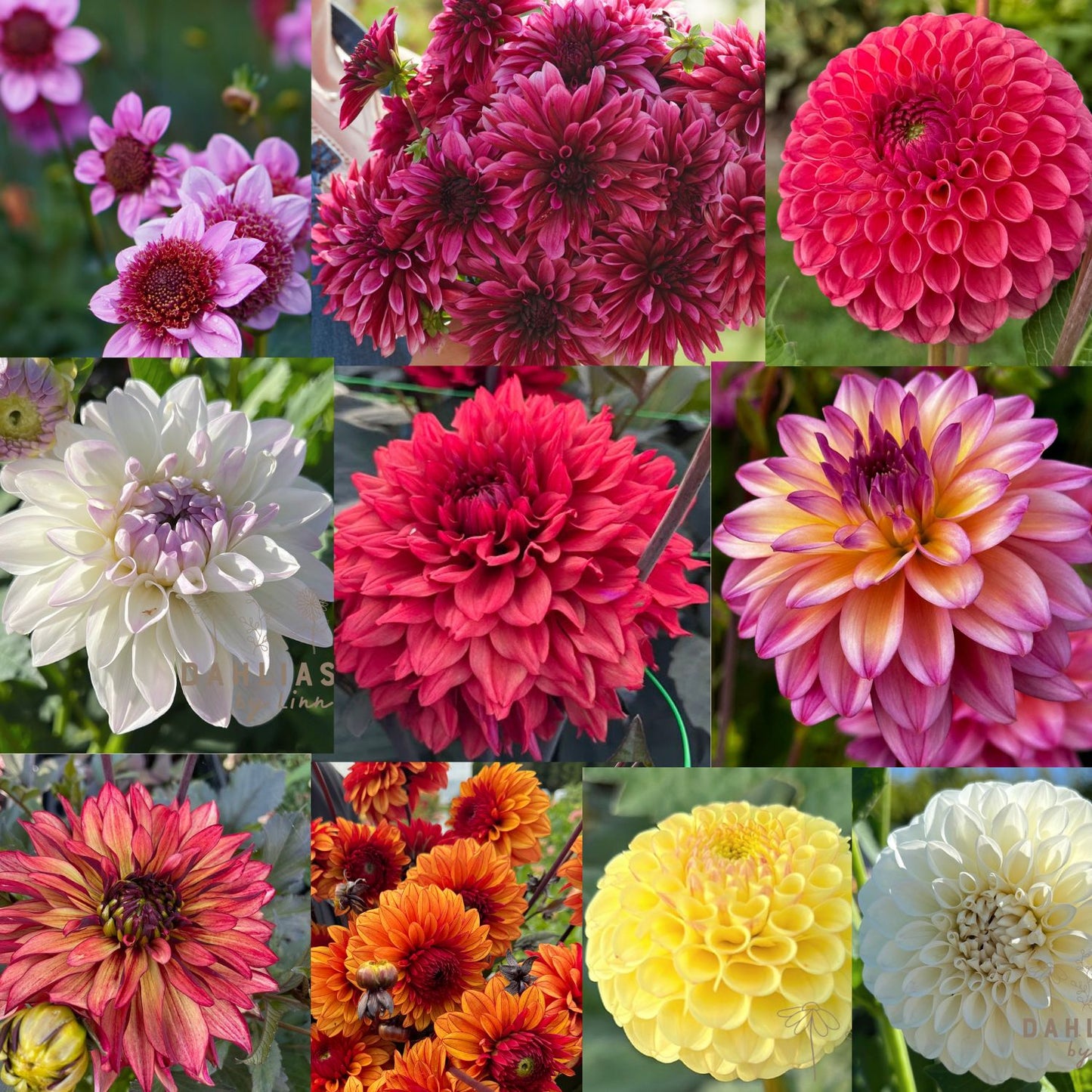 Dahlia Hugos favoriter 10st