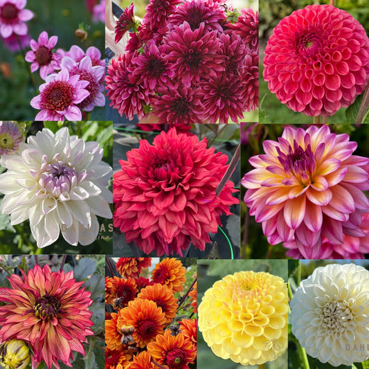 Dahlia Hugos favoriter 10st