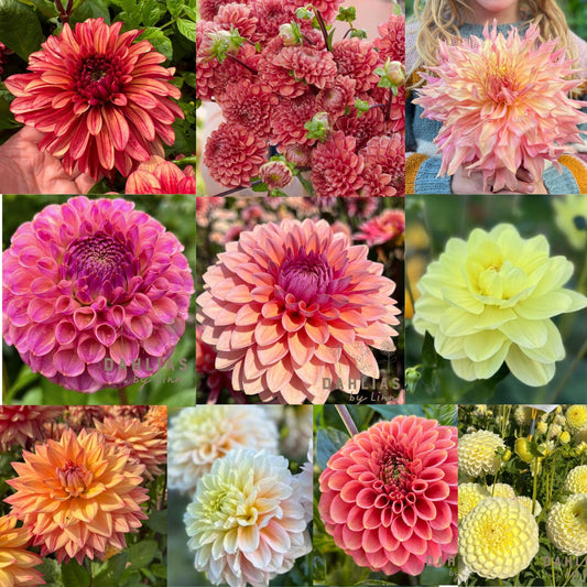 Dahlia Axplock av linnfavvisar 10st