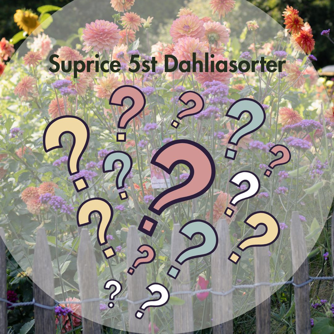 Surprise Box – 5 knölplantor