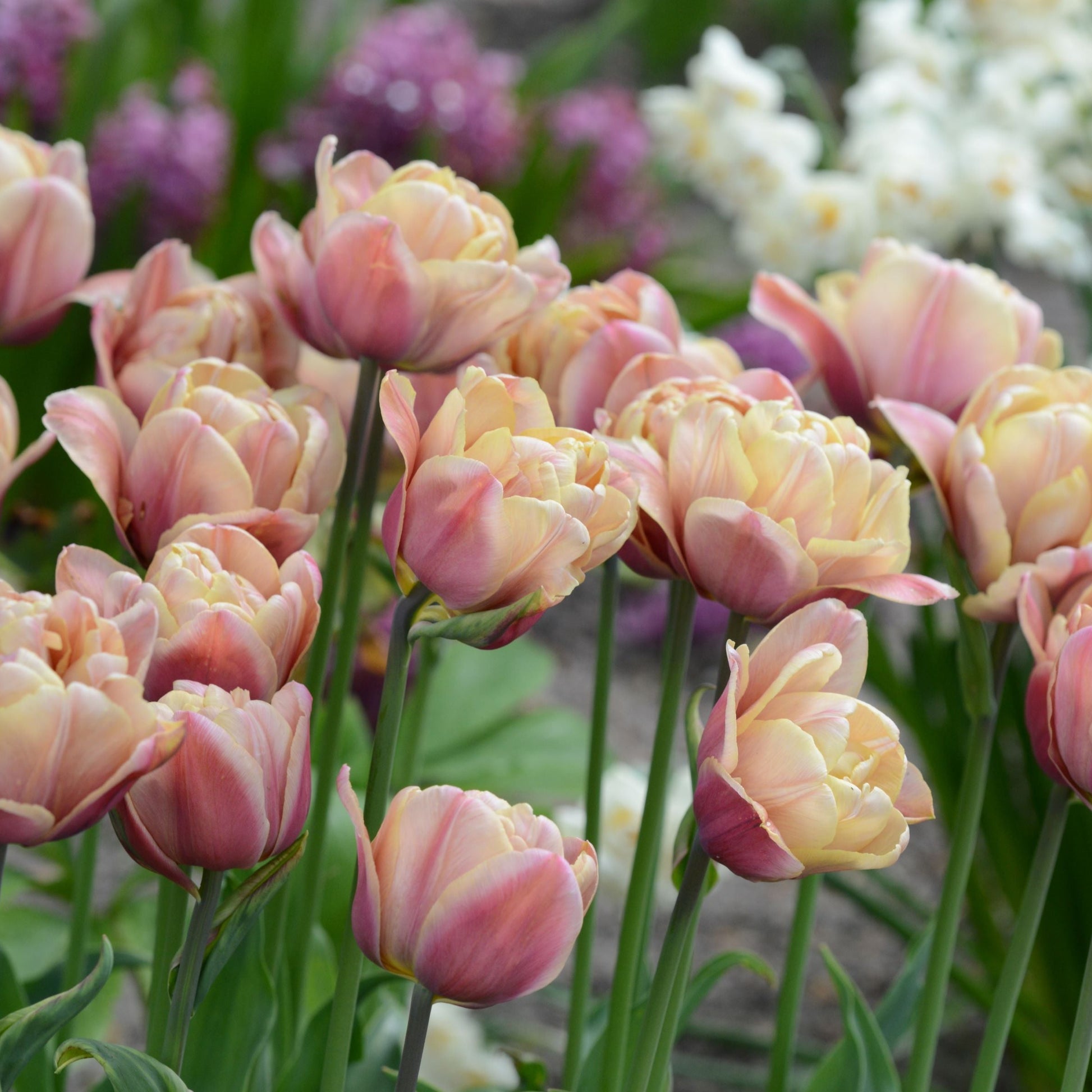 Sen tulpan La Belle Époque