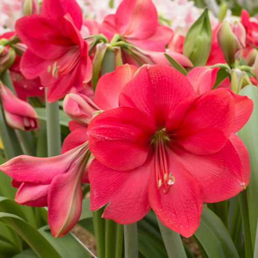 Amaryllis Lagoon lökstorlek 30/32