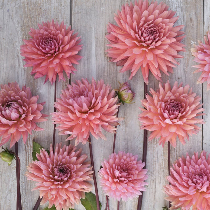 Dahlia Madeleine