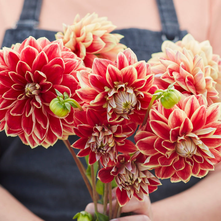 Dahlia Maxime UTGÅR!
