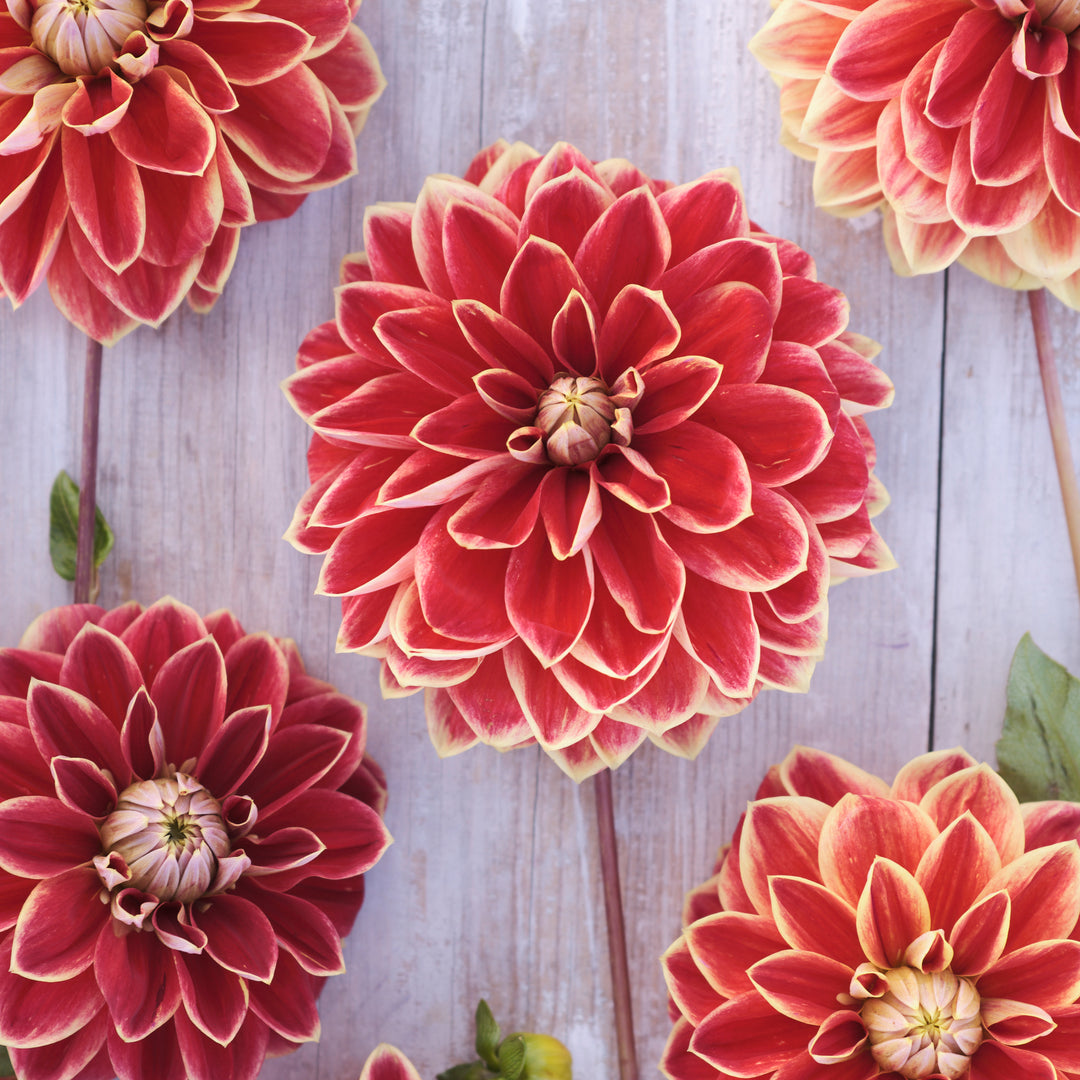 Dahlia Maxime UTGÅR!
