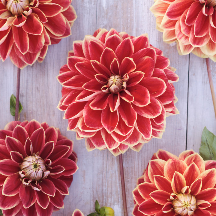 Dahlia Maxime UTGÅR!