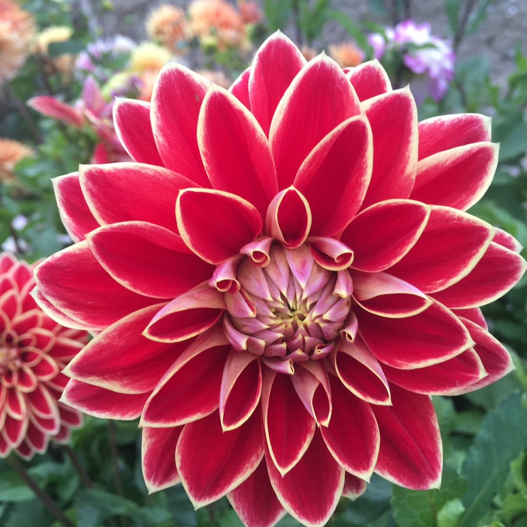 Dahlia Maxime UTGÅR!