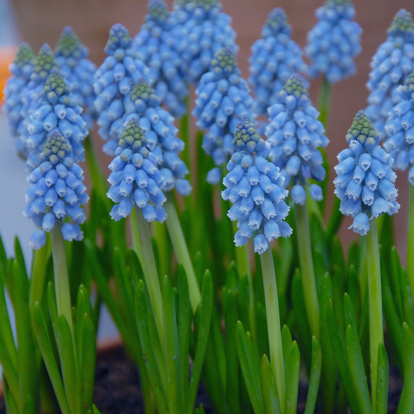 Muscari Atlantic Armerisk Pärlhyasint 15st