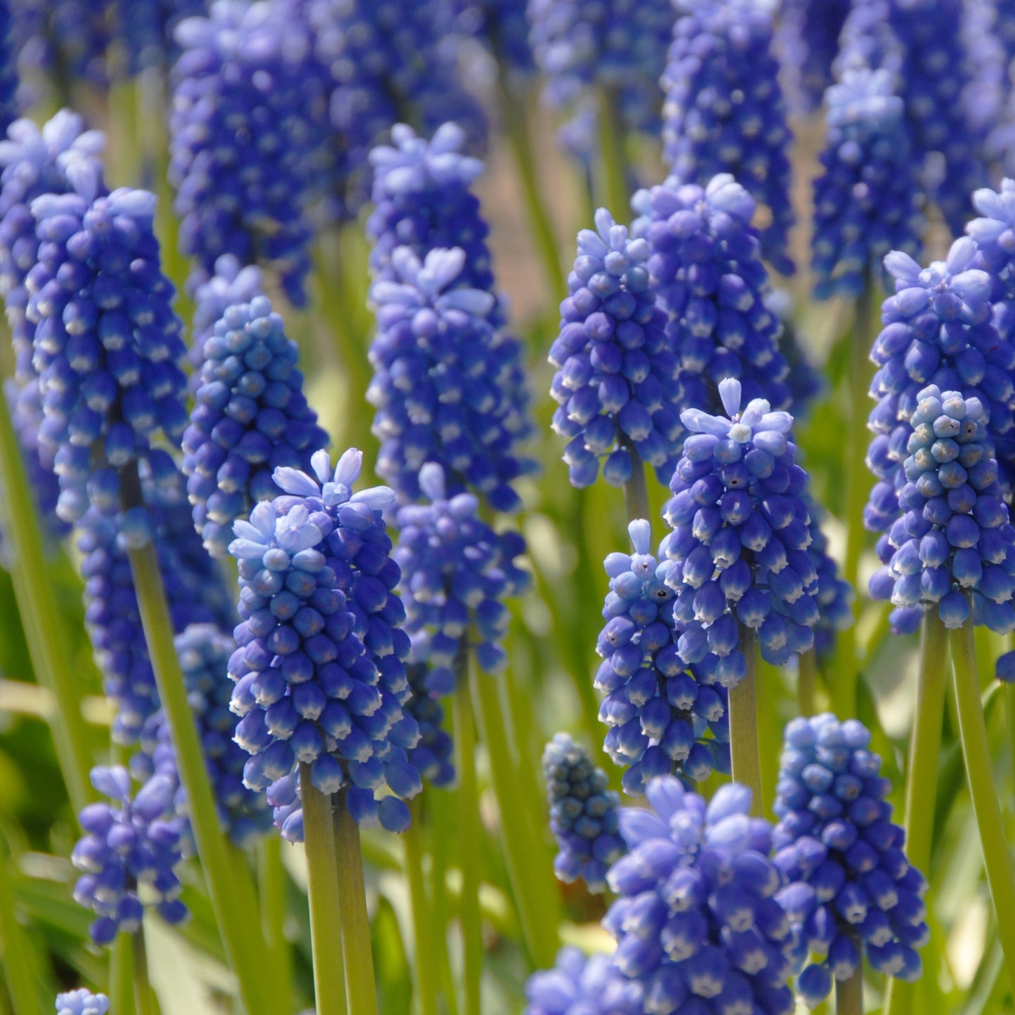 Muscari Dark eyes Pärlhyasint 15st