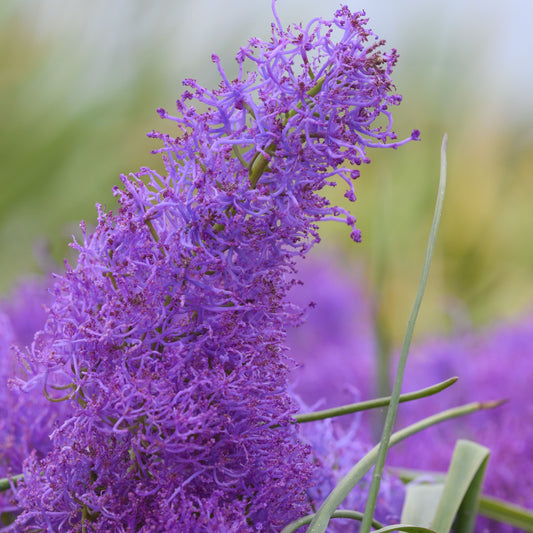 Muscari Plumosum Plymhyacint 15 st