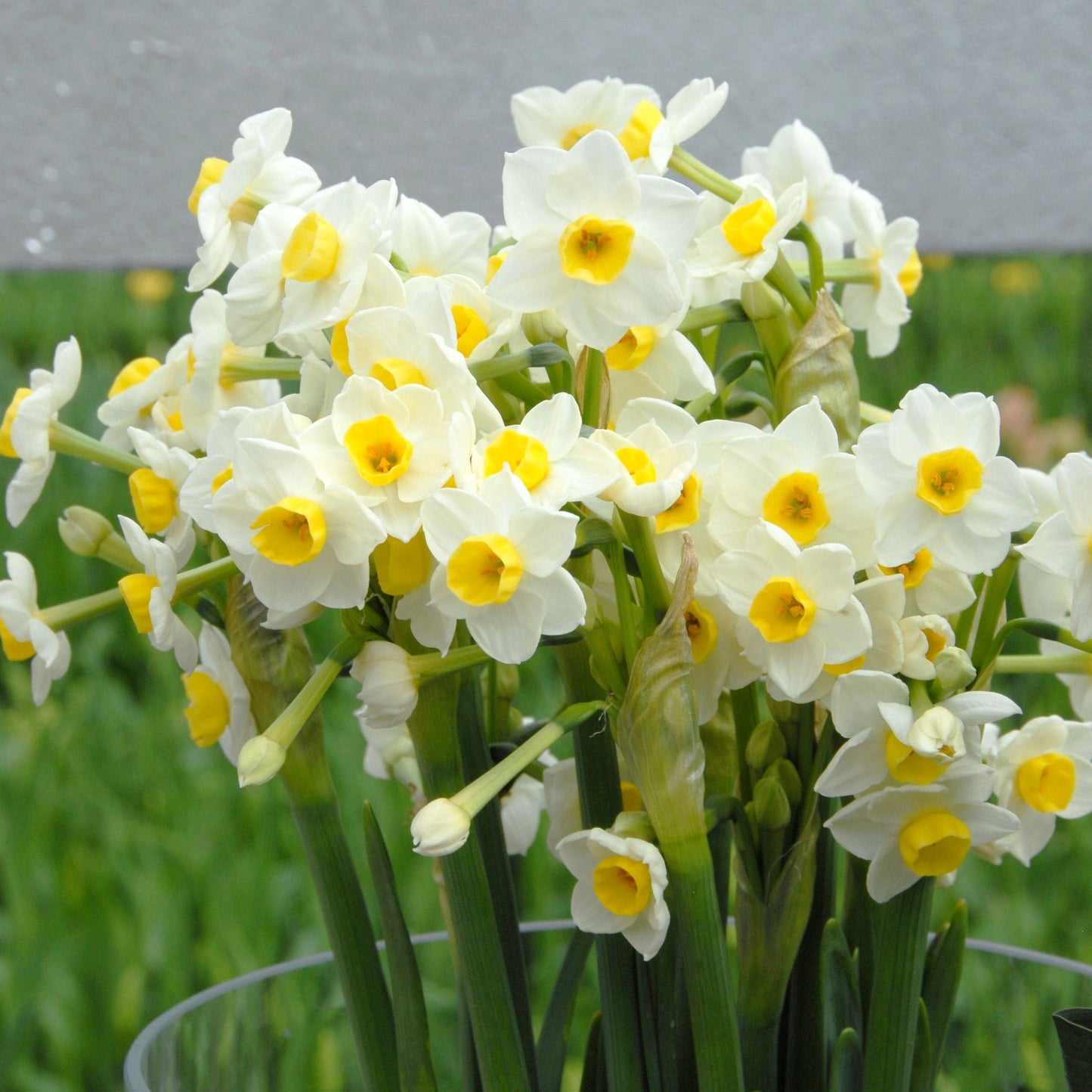 Tazettnarciss 'Avalance'