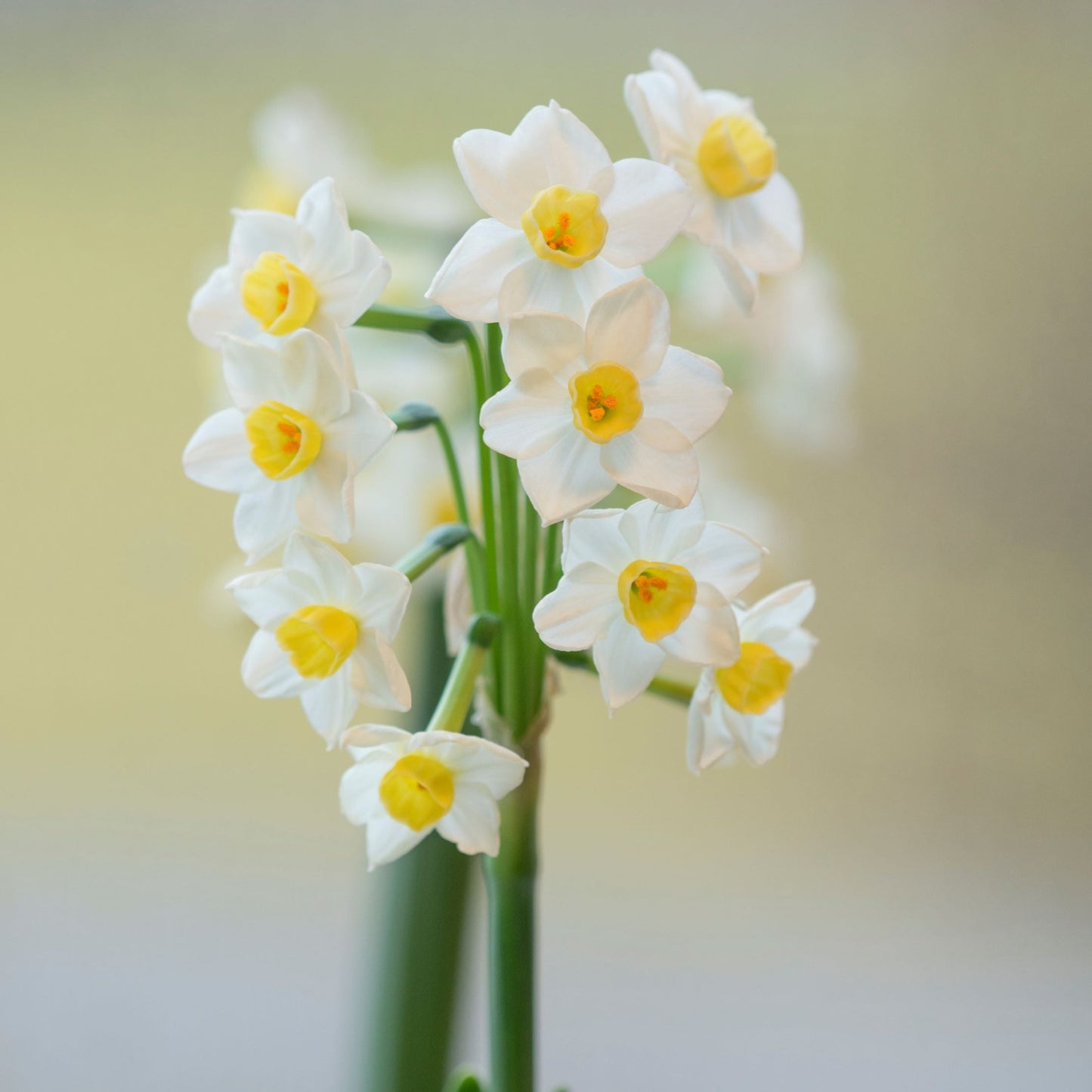 Tazettnarciss 'Avalance'